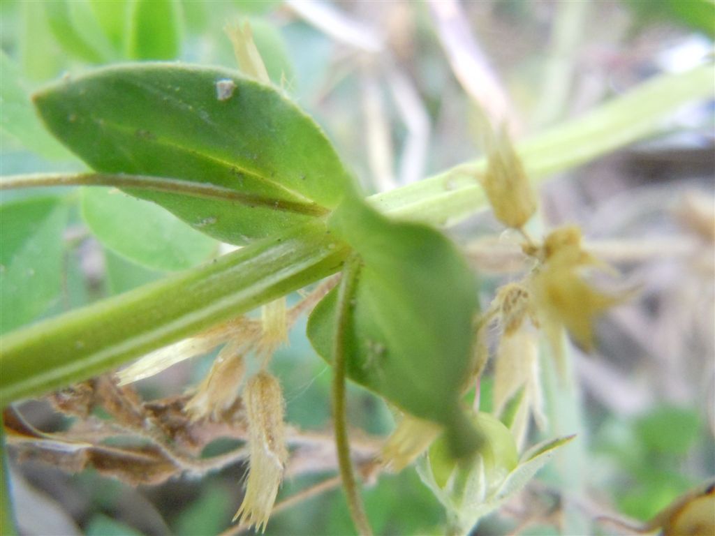 Lysimachia (=Anagallis) arvensis